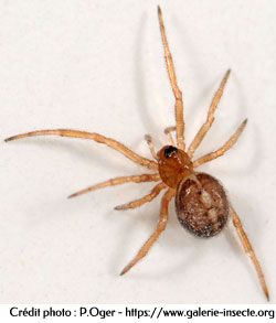 L'araignée : Steatoda bipunctata