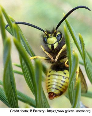 The wasp - Vespula germanica