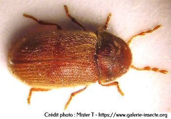 The drugstore beetle, Anobium punctatum