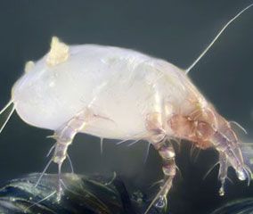 The bed mites