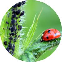 Garden auxiliaries, from natural insecticides to pests