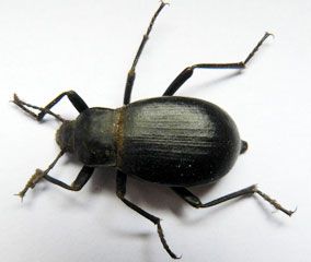 The cellar beetle