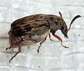 The bean weevil