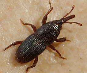 The wheat weevil