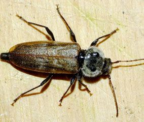 The house longhorn beetle