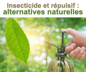 Insecticide et répulsif : les alternatives naturelles