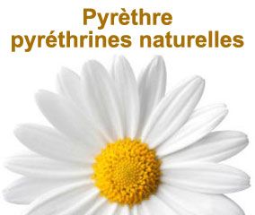 Pyrèthre ou pyréthrines naturelles, un insecticide végétal