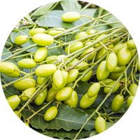 Margosa extract, natural insecticide