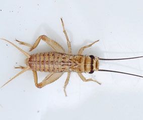 The house cricket