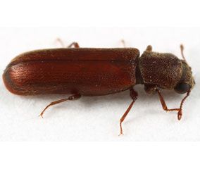 The powderpost beetle