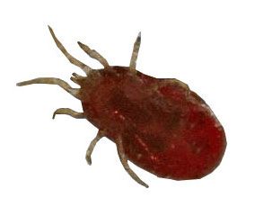 The red louse