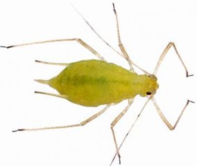 The green aphid