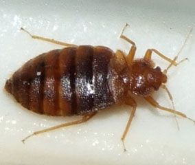 The bed bug