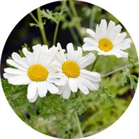Plant pyrethrum, a natural insecticide