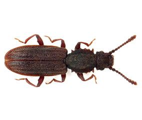 The saw-toothed grain beetle