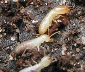 The termite