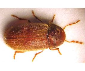 The drugstore beetle