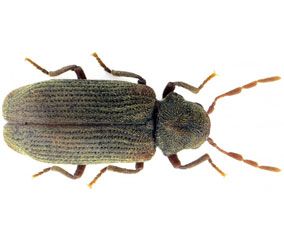 The wood beetle