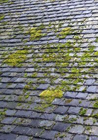 Anti mousse écologique toiture façade - biodégradable