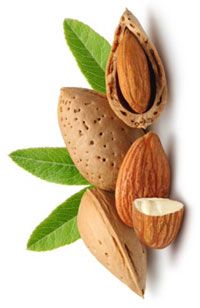 Sweet almond nuts