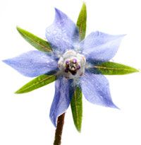 Borage flower - Borago officinalis