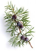 Genévrier - Juniperus communis
