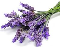True or fine lavender