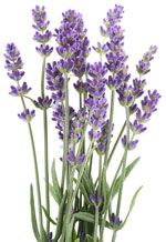 spike lavender flowers