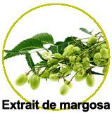Extrait de Margosa - Azadirachta indica