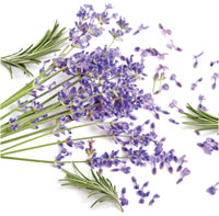 Lavender Rosemary Air Freshener Arcyvert