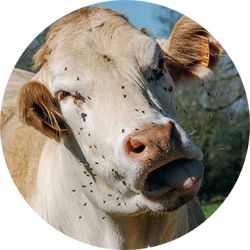 Lutter contre les insectes piqueurs sur une vache