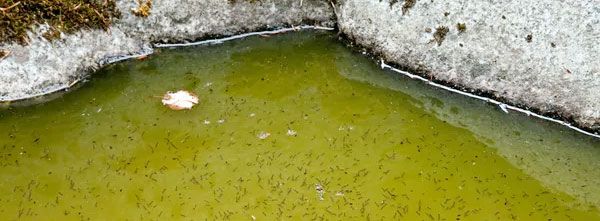 Treating stagnant water for mosquito larvae