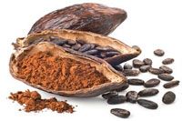 Beurre de cacao issu des fèves du cacaoyer
