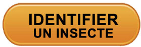 Identifier un insecte