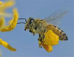 Utilisation de la cire d'abeille en pépites