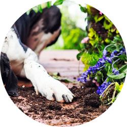 Natural outdoor cat and dog repellent granules