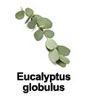 huile essentielle d'Eucalyptus globulus