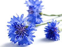 Fleurs de Bleuet bio
