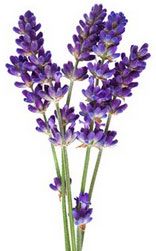 Organic lavender flowers