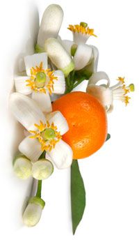 Organic orange blossoms