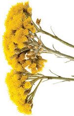 Italian Helichrysum
