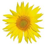 Arnica roll on vegetable oils Direct Nature