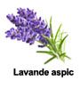 essential oil of Lavender aspic