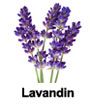 essential oil of Lavandin