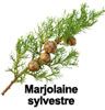 huile essentielle de Marjolaine sylvestre