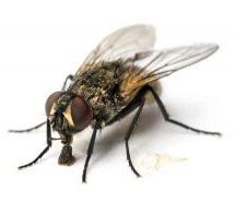 Lutter naturellement contre la mouche domestique