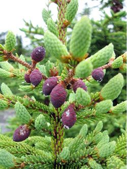 Black spruce - Picea mariana