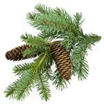 Scots pine - Pinus sylvestris