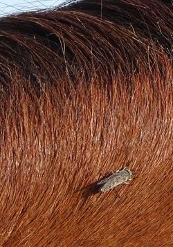 Horsefly on a horse's mane