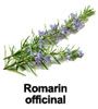 essential oil of Rosemary officinal